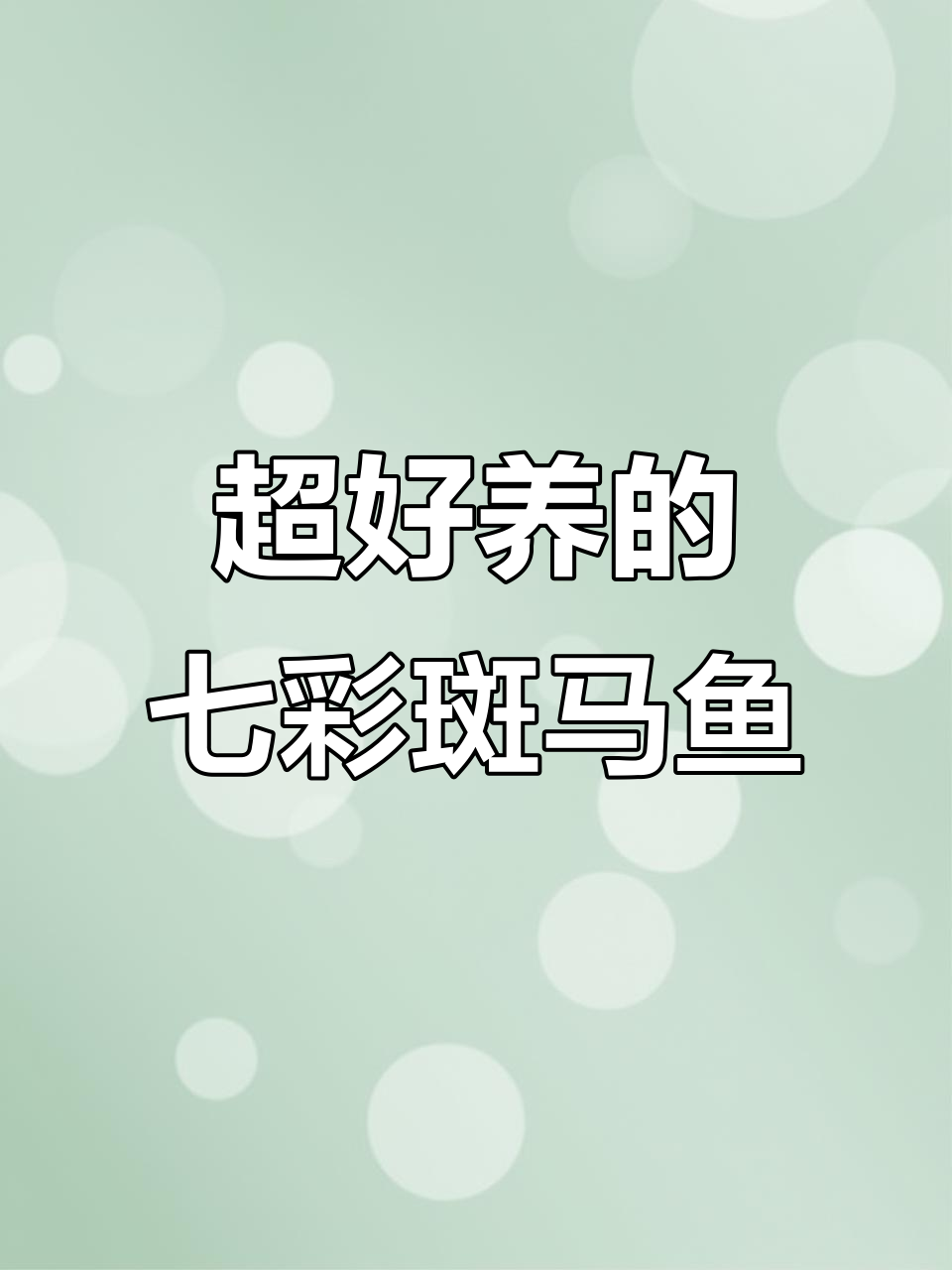 七彩斑马鱼:低维护高颜值,养不活算我输