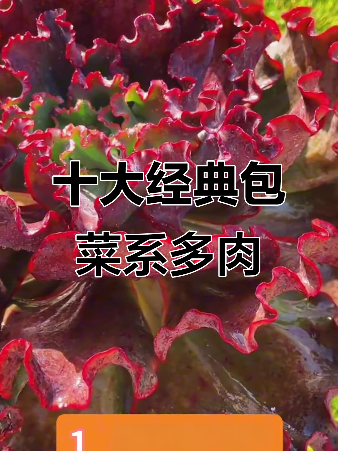10款常见包菜系多肉植物,看看你认识几种?