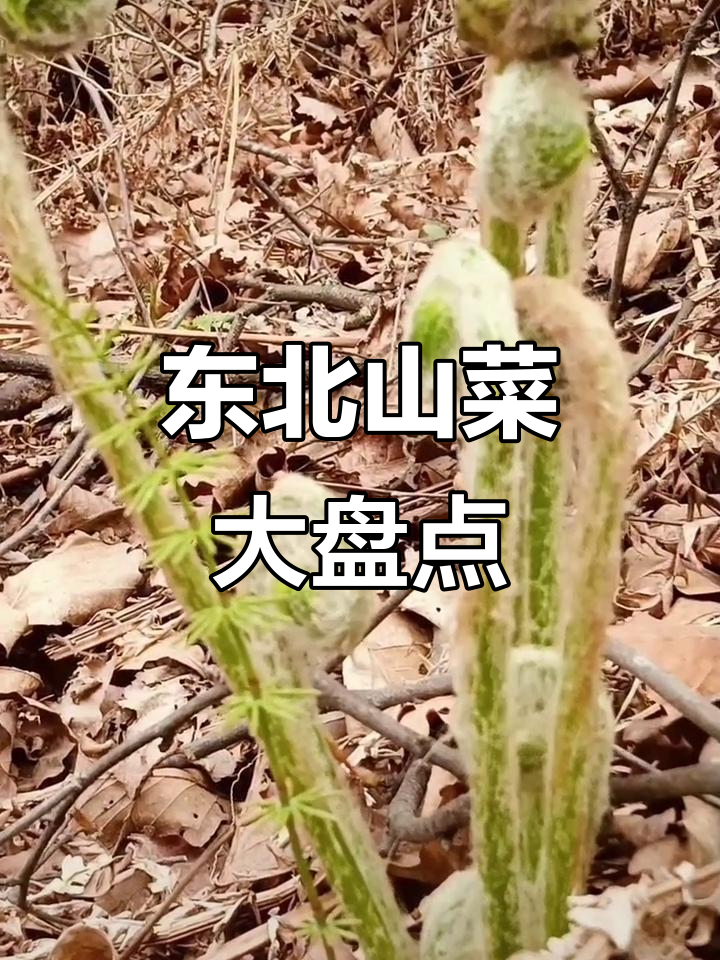 东北常见山菜大揭秘,南方朋友吃过几种?