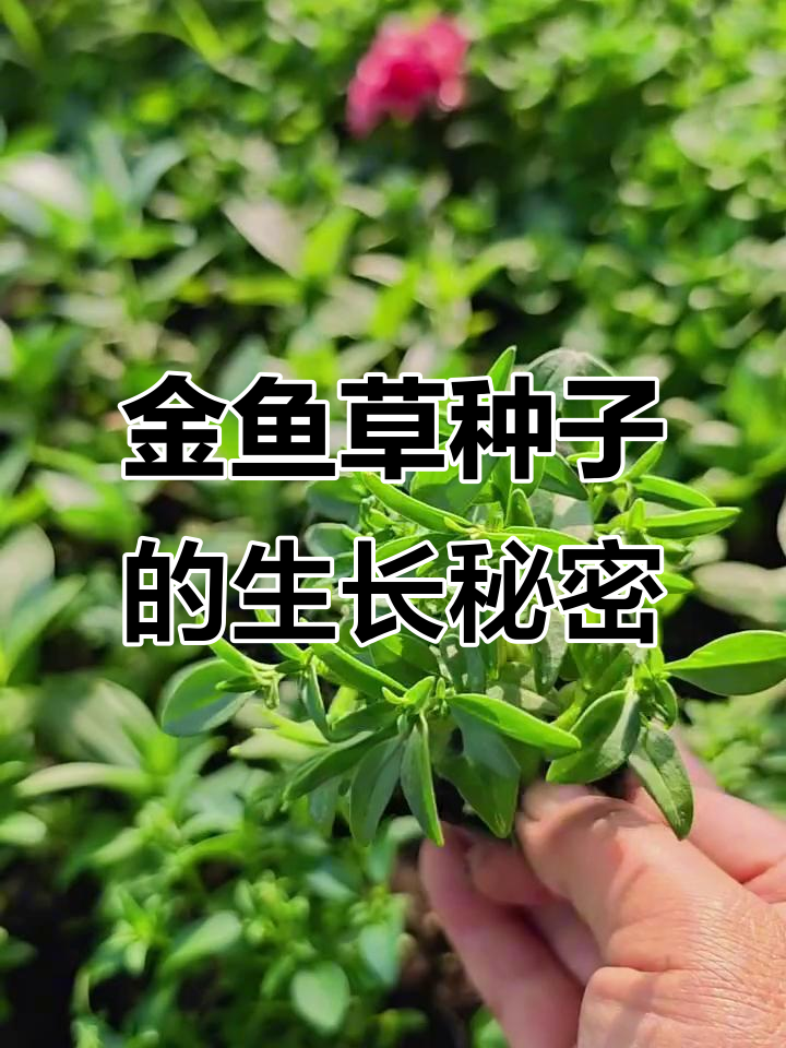 金鱼草种子发芽慢?揭秘成长过程与开花香气