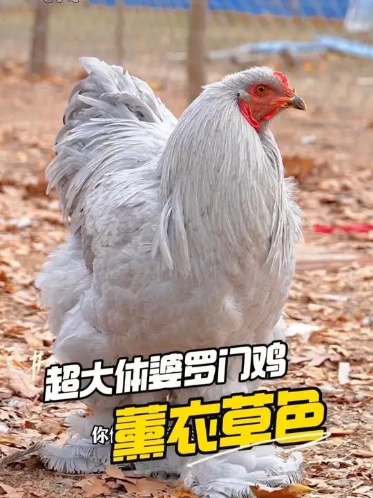 超大体的婆罗门鸡 他来了 #观赏鸡 #婆罗门鸡 #纯种婆罗门鸡 #宇哥观赏鸡 #网红鸡