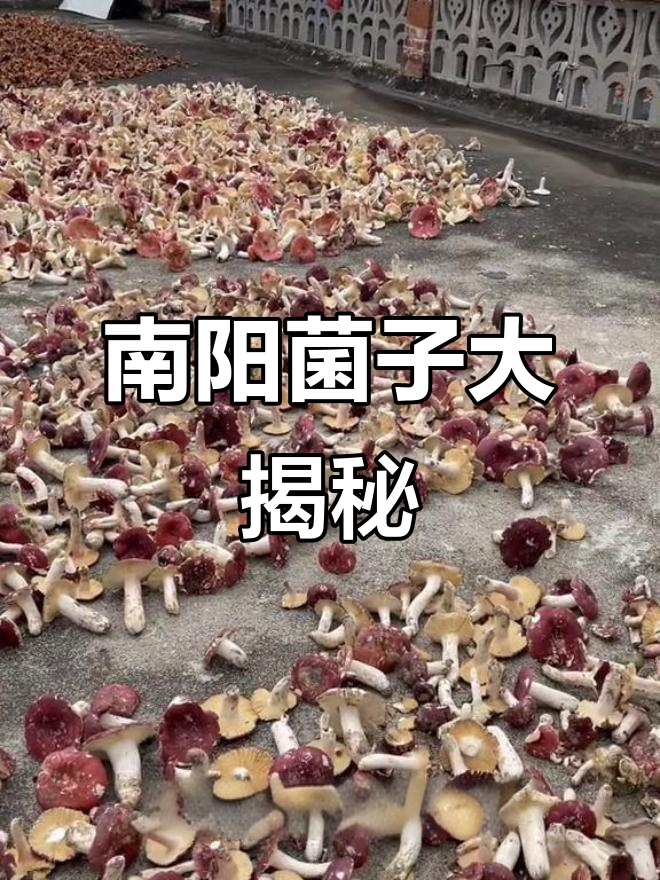 伏牛山常见菌类,乡亲们认为无毒,值得了解