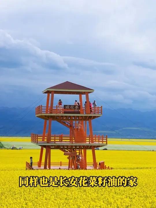 门源游玩赏花攻略