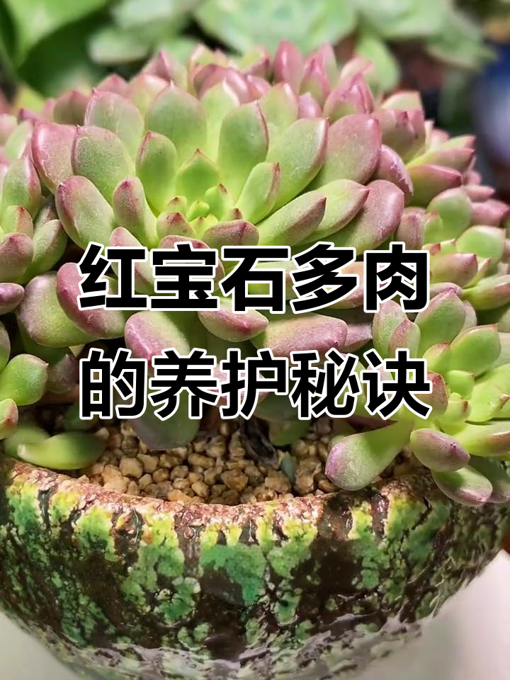 红宝石多肉养护全攻略：光照、浇水与通风技巧