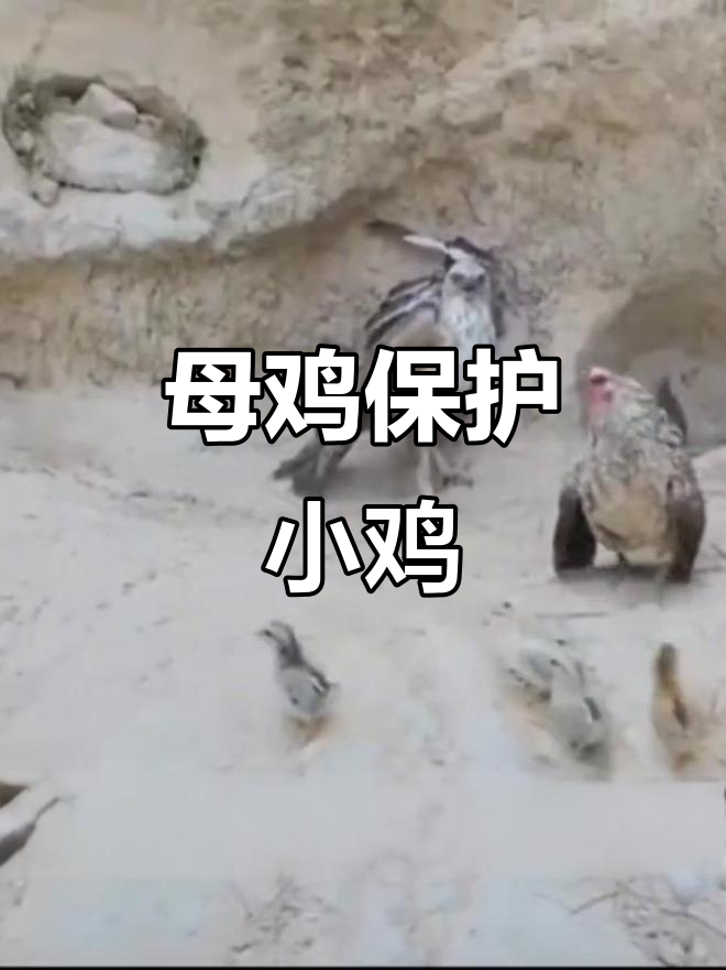 母鸡勇斗老鹰,公鸡却先逃命,展现无畏的母爱