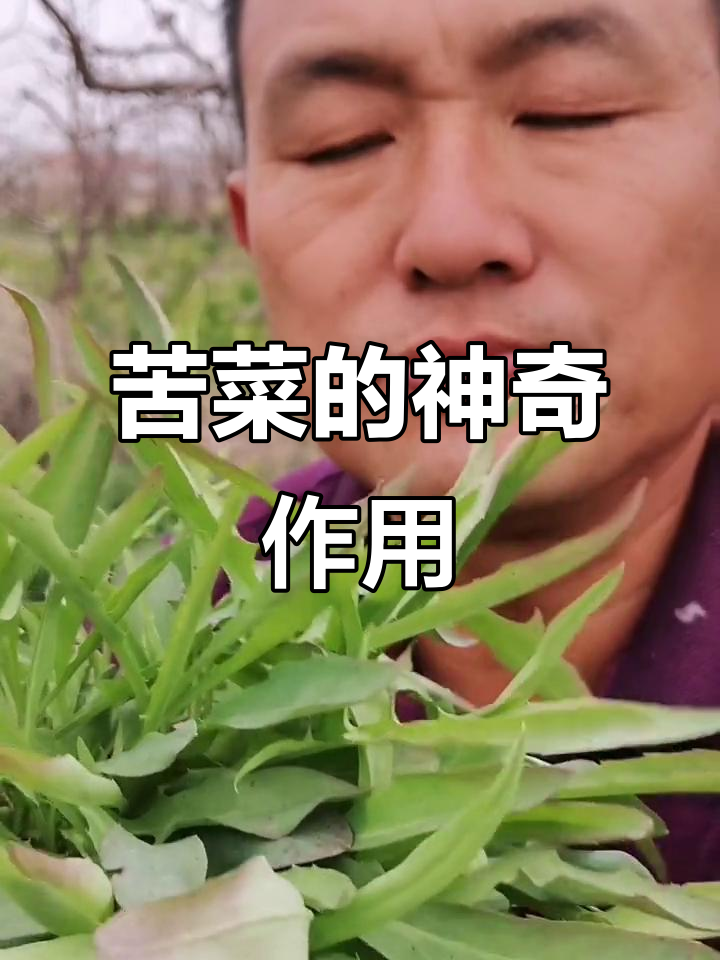苦菜虽苦,却有药用价值!清热解毒又消肿止痛