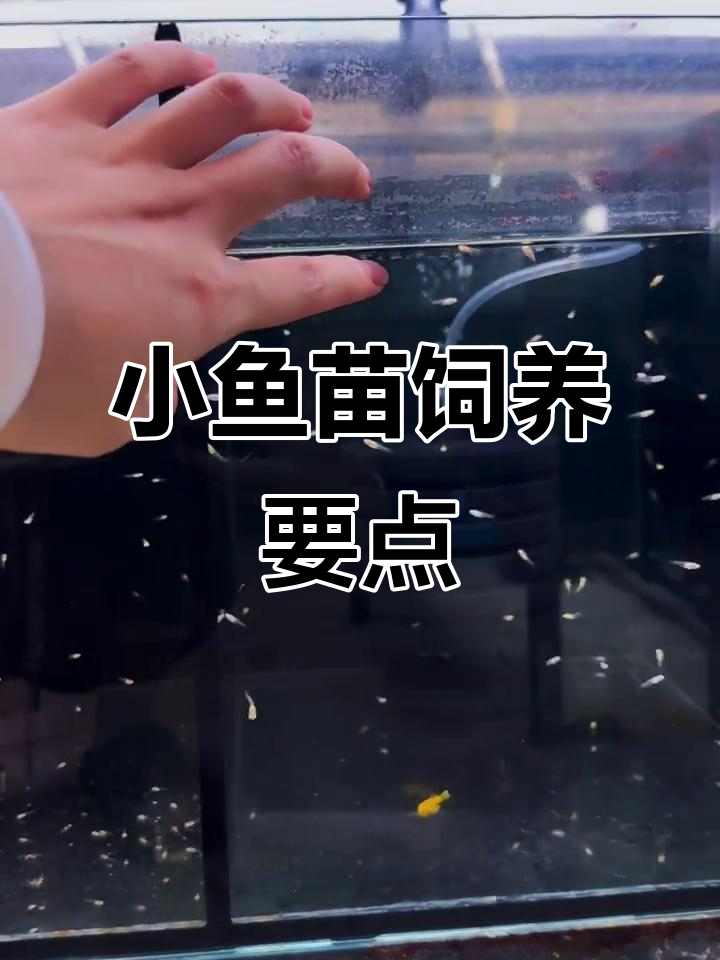 孔雀鱼苗养殖技巧:控制好温度和水质,轻松养活小鱼