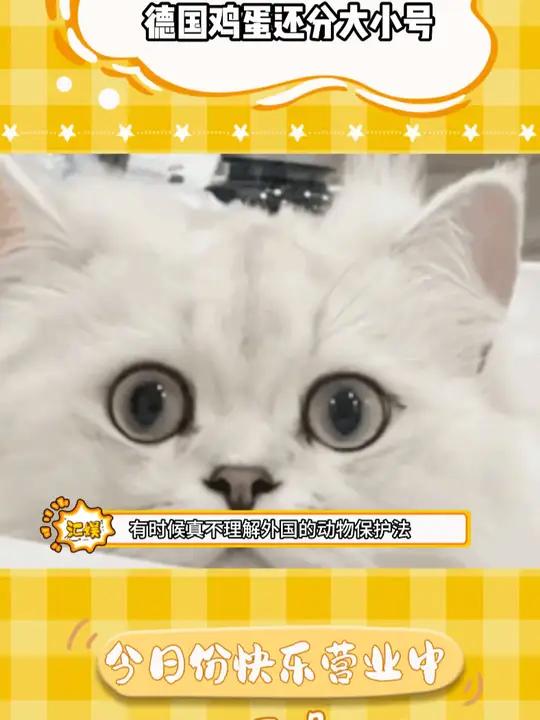 有时候真不理解外国的动物保护法 万万没想到 德国鸡蛋 搞笑