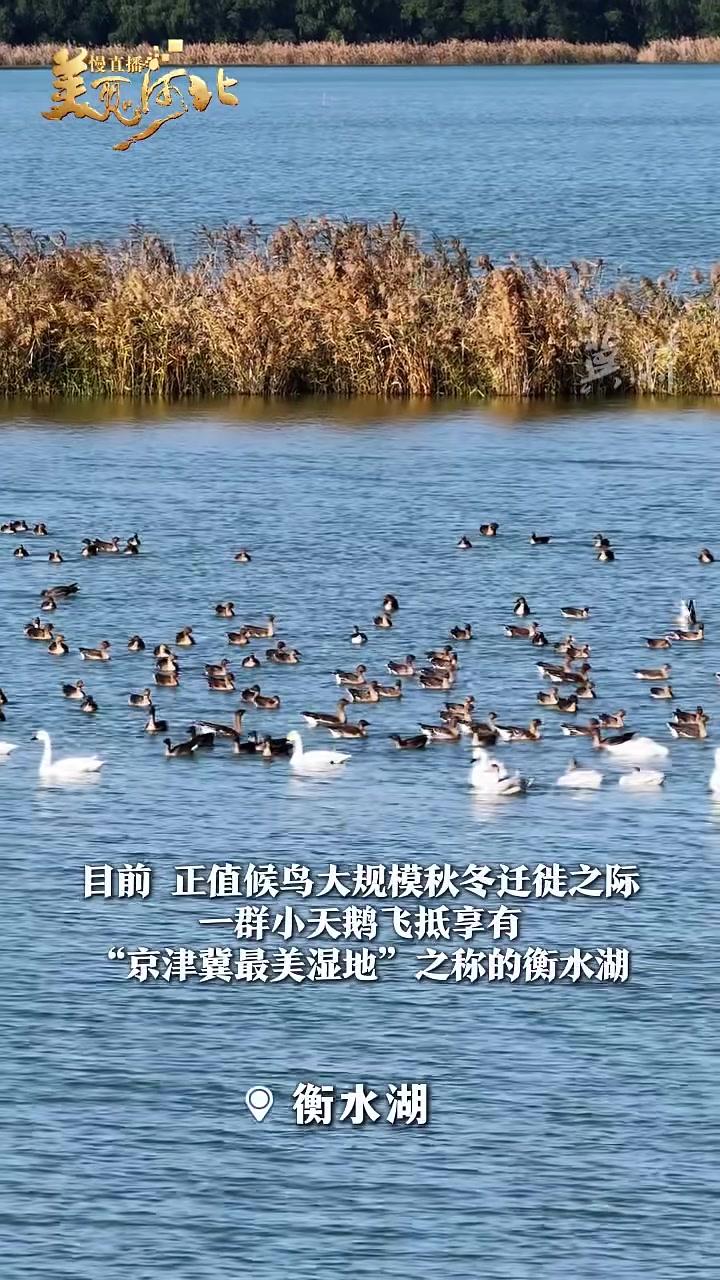 鸟儿的翅膀会说话丨衡水湖迎来小天鹅,雪白羽翼轻划湖面,姿态优雅宛如仙子~