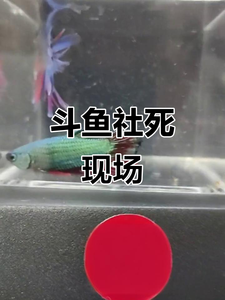 斗鱼将军公打架,尾巴被打烂成扫把!