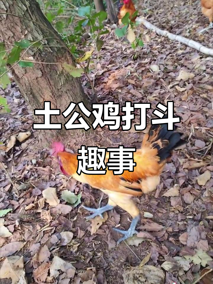 公鸡打架太有趣,连逃跑都这么搞笑