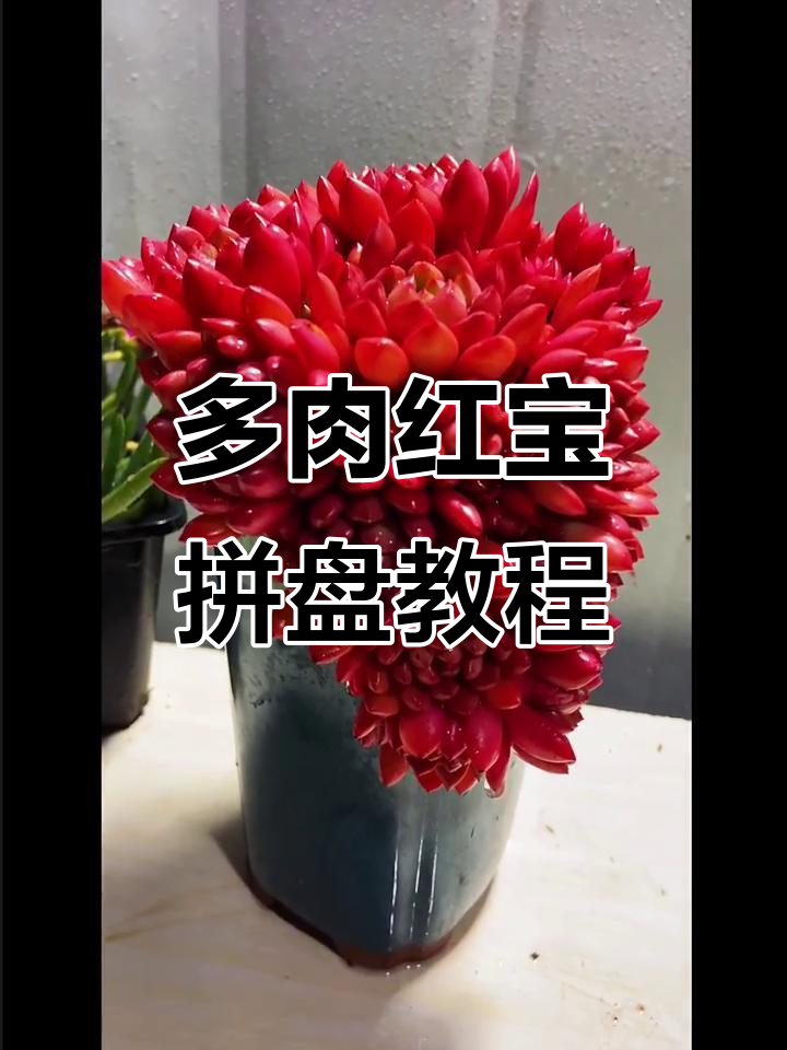 用缺口盆做多肉拼盘，简单又美观！