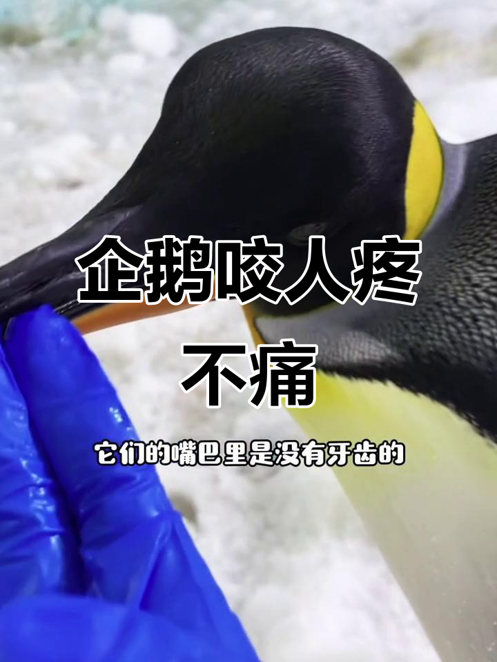 被企鹅“亲”一口,倒刺真的不疼吗?