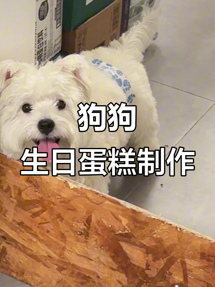 小狗生日蛋糕大变身,鸡肉西兰花做胚料,创意十足!