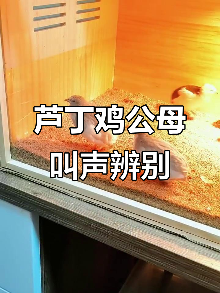 芦丁鸡公母叫声大揭秘,如何分辨它们?