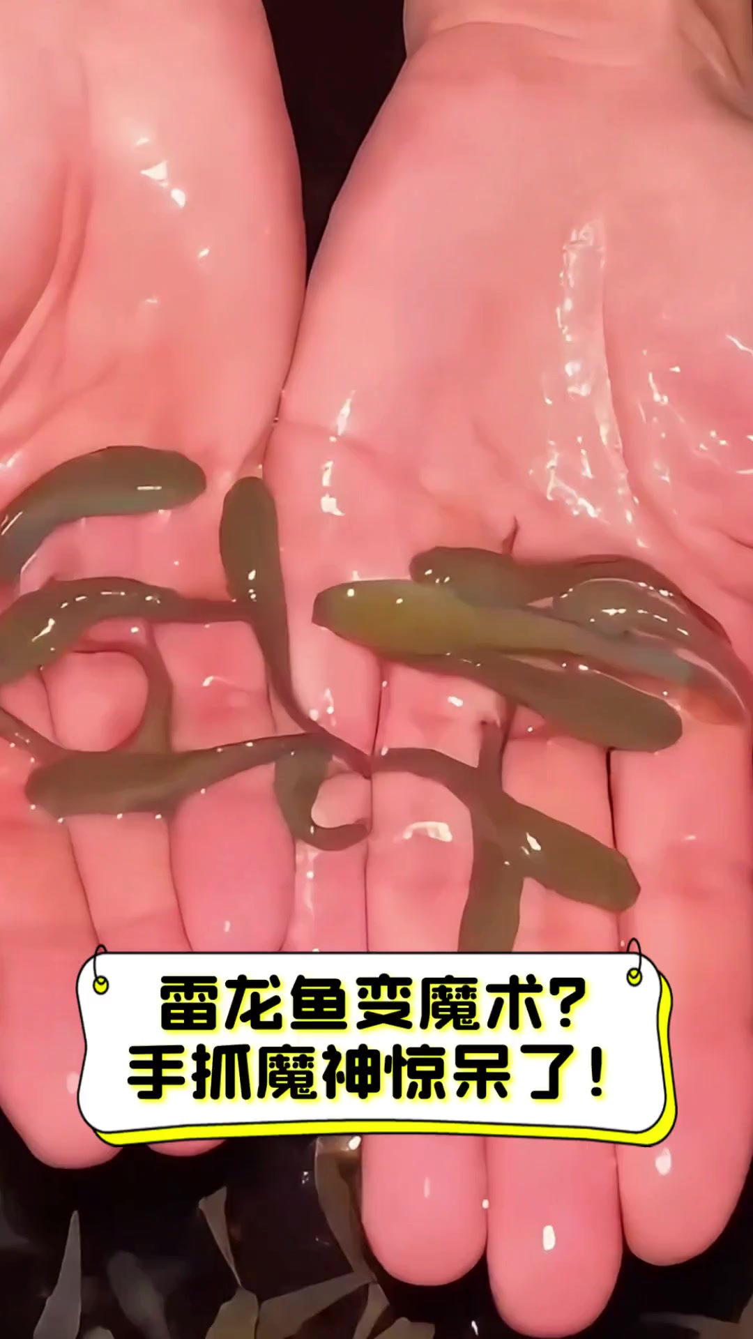 雷龙鱼变魔术?手抓魔神惊呆了!