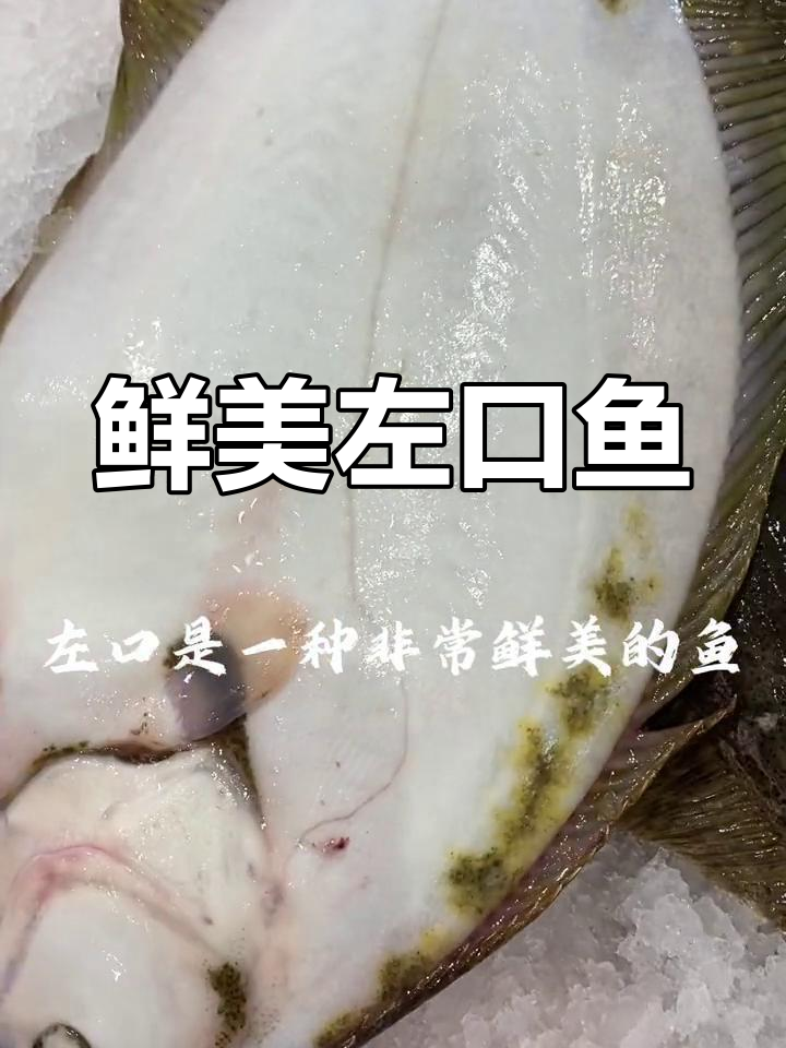 左口鱼:比目鱼的独特之处