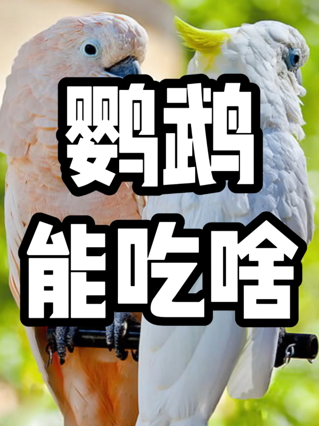 你知道鹦鹉除了五谷饲料还能吃什么吗