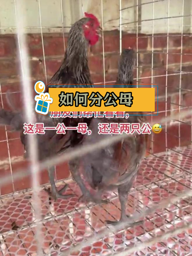 灰三彩鹊山鸡性别辨别技巧