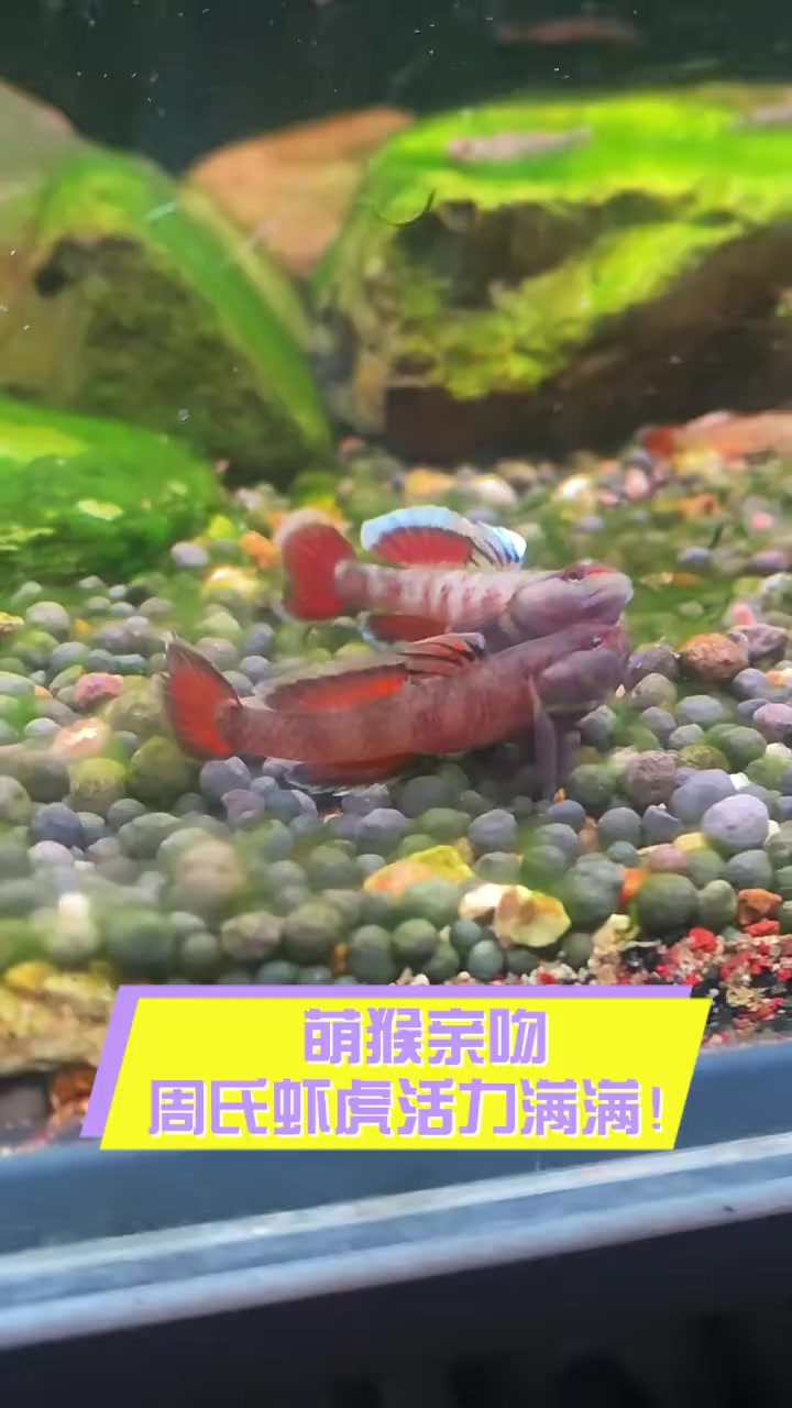 萌猴亲吻,周氏虾虎活力满满!