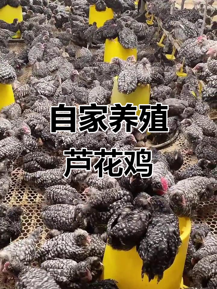 芦花鸡苗散养技巧,疫苗防疫全搞定
