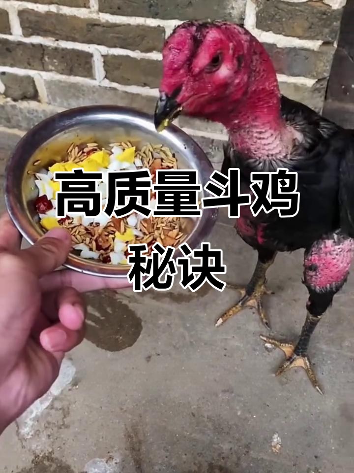 斗鸡养殖新秘方:蛋黄豆鸡助力肌肉强健,毛色鲜亮