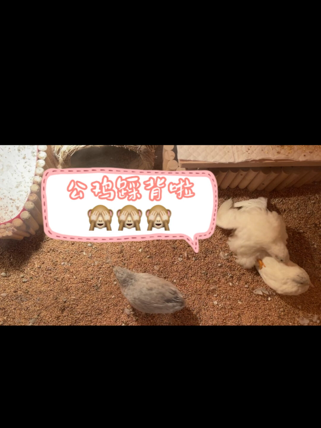芦丁鸡踩背几天后下蛋?
