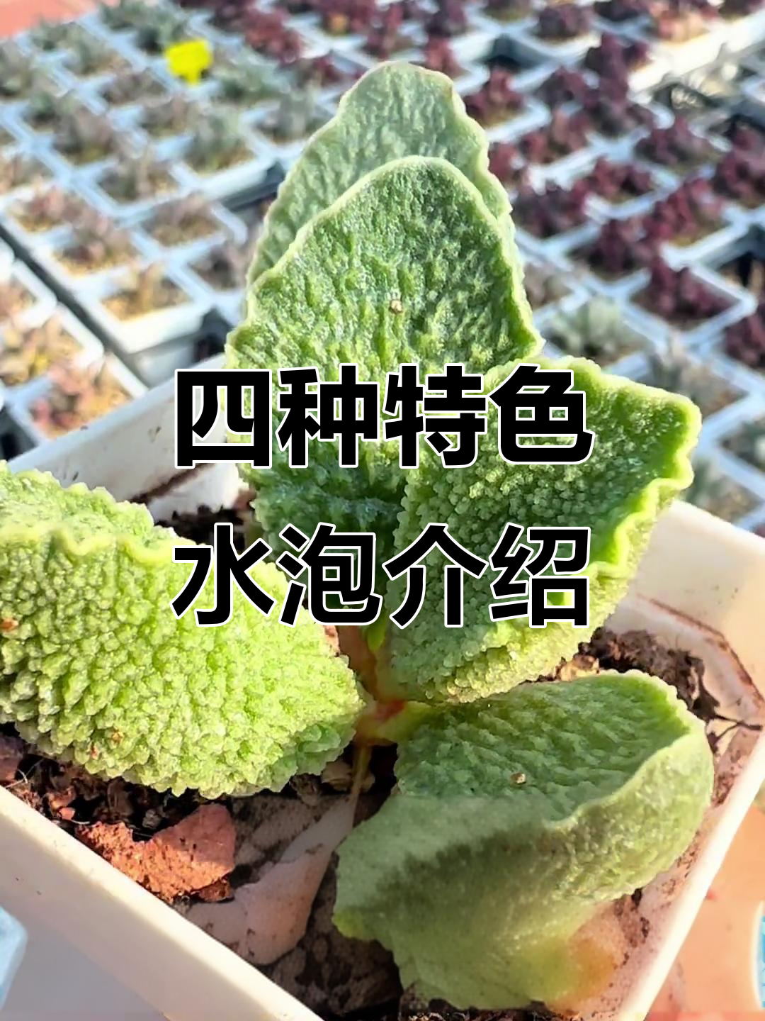 每天四颗水泡,绿皮、圣姬、艾薇和红烧肉多肉大揭秘