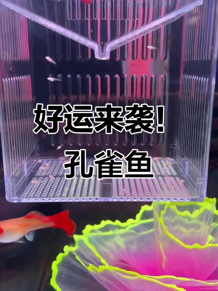 孔雀鱼:鸿运当头,寓意好运连连