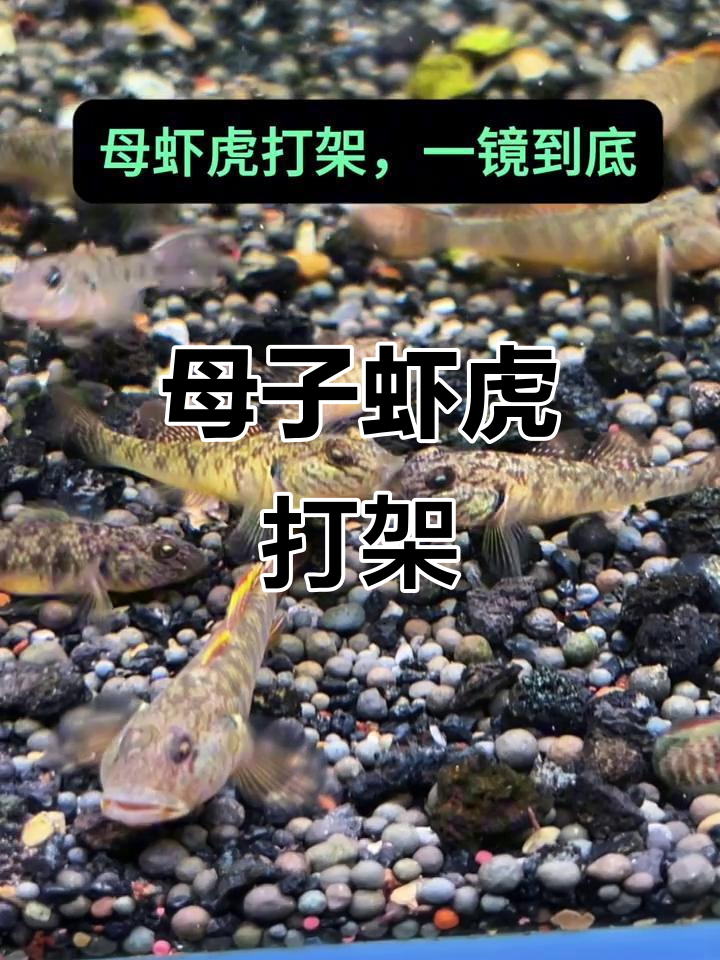 母子陵虾虎激烈争斗,谁胜?