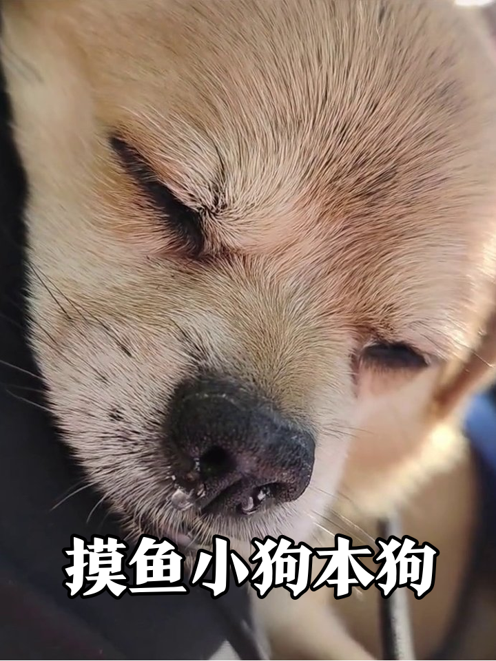 小狗困成表情包!鼻子挂水珠的摸鱼姿势太真实