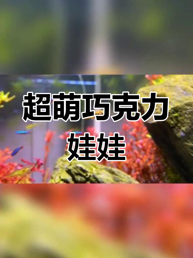 世界上最小的河豚:巧克力娃娃