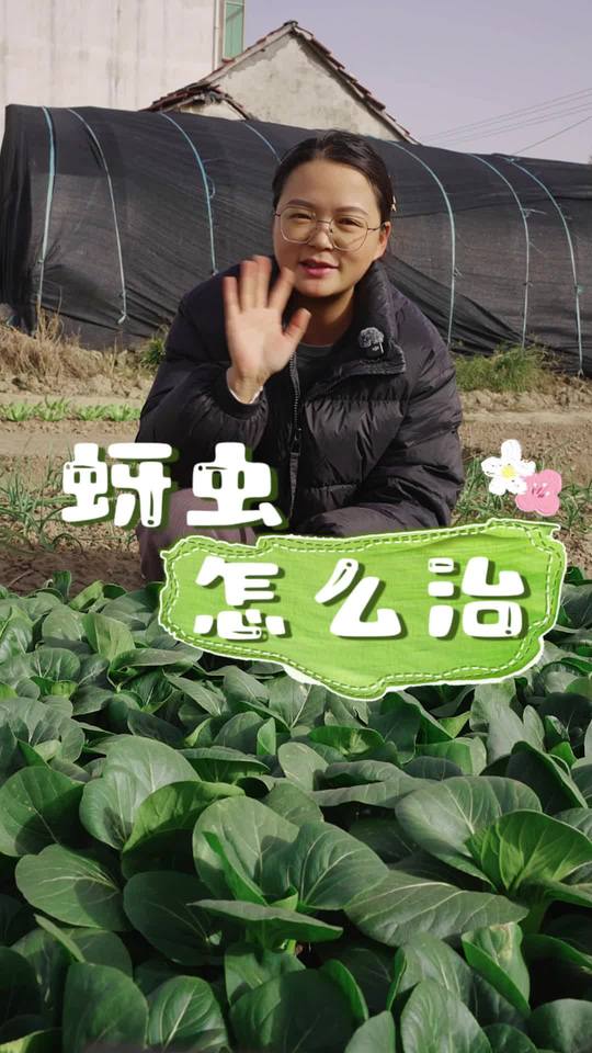 蚜虫防治及绿色蔬菜种植小技巧