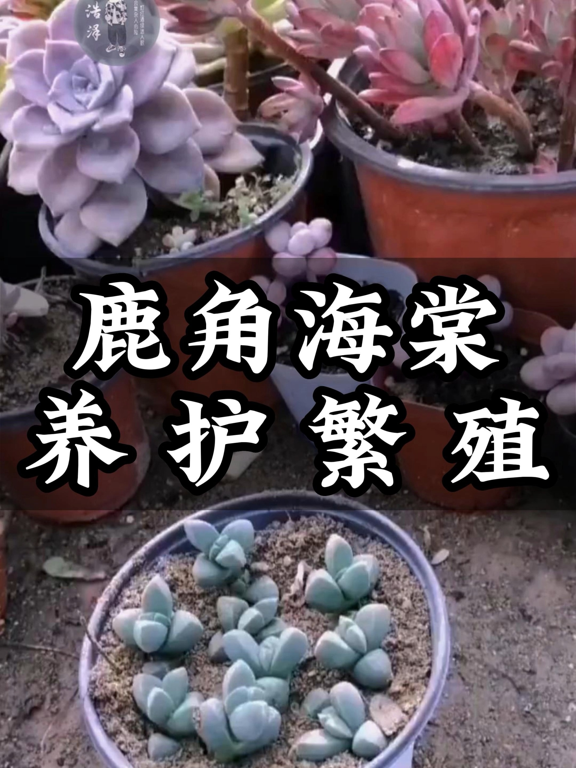 多肉鹿角海棠的养护方法