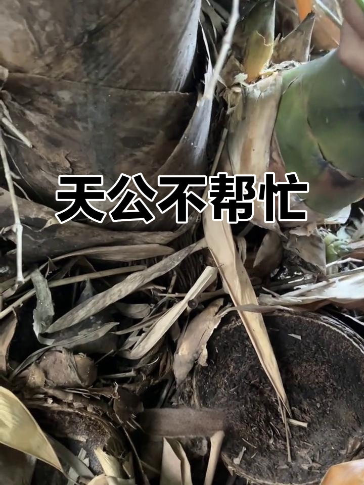 砍菜笋太难了,连猴子都来凑热闹!天公不作美啊!