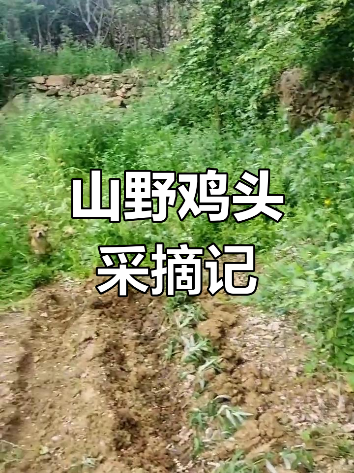 春天山野鸡头参,摘草忙不停