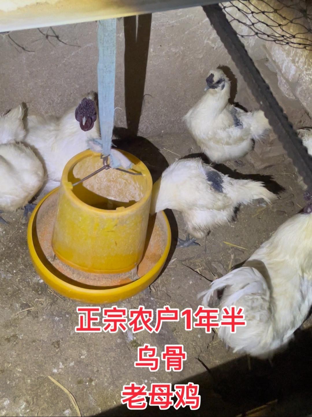 只有几只老乌鸡好货只有几只需要的速度 乌鸡 生态散养 农村养殖 土鸡土鸭