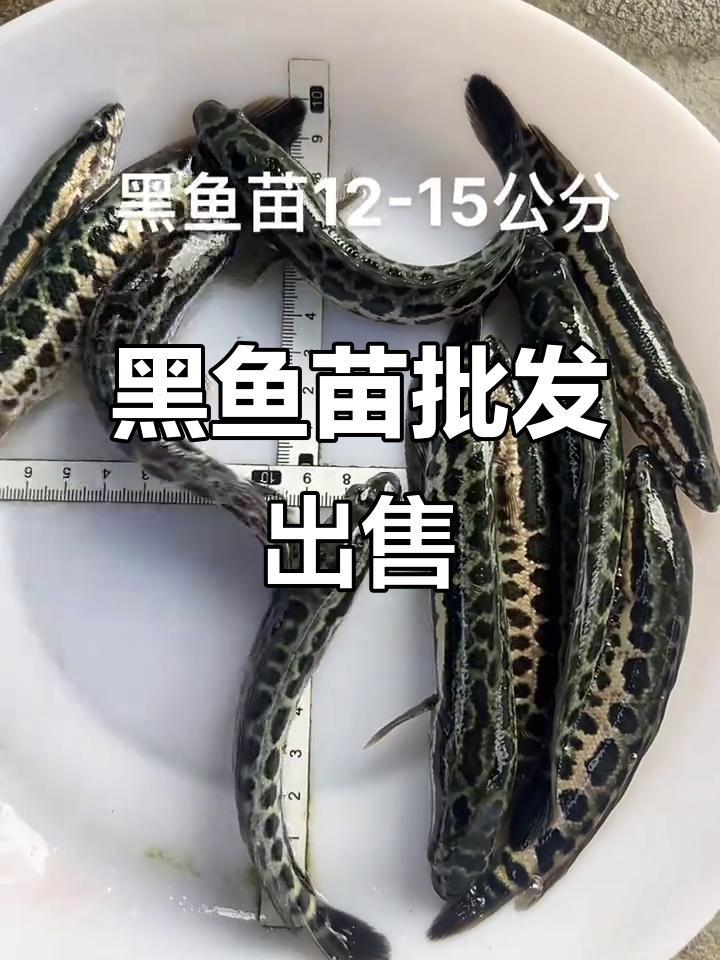 黑鱼苗批发,10-15厘米淡水观赏鱼,易养活