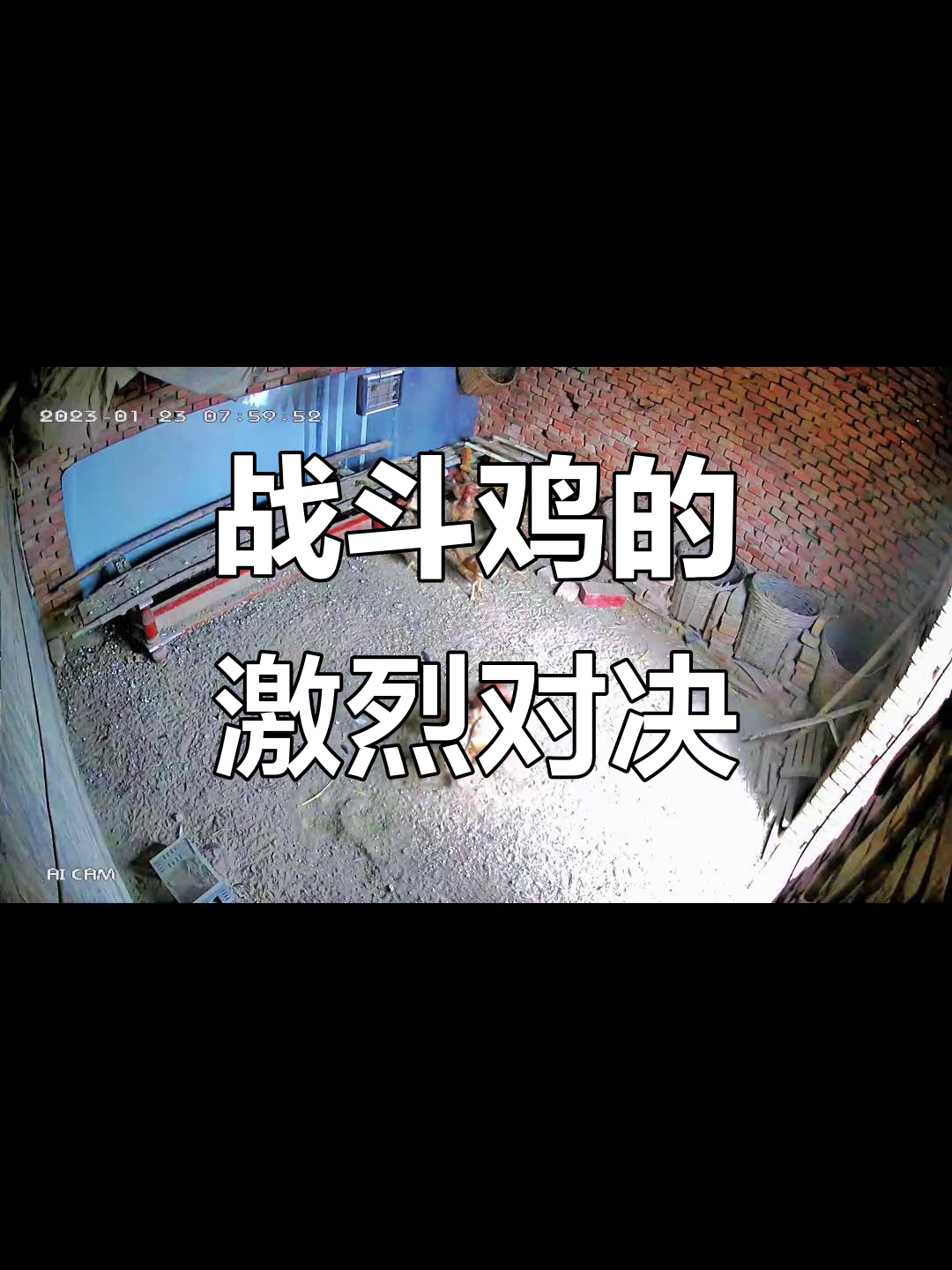 中原斗鸡脾气火爆,一言不合就开打