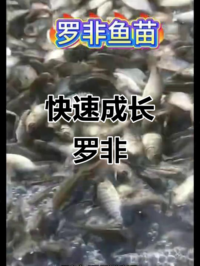 罗非鱼生长迅速,4个月即可上市,杂食性强易养殖