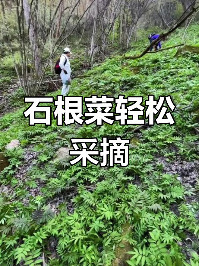 摘石根菜超简单,几分钟搞定一大把!