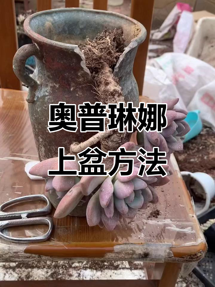 奥普琳娜多肉上盆技巧与注意事项,避免割伤