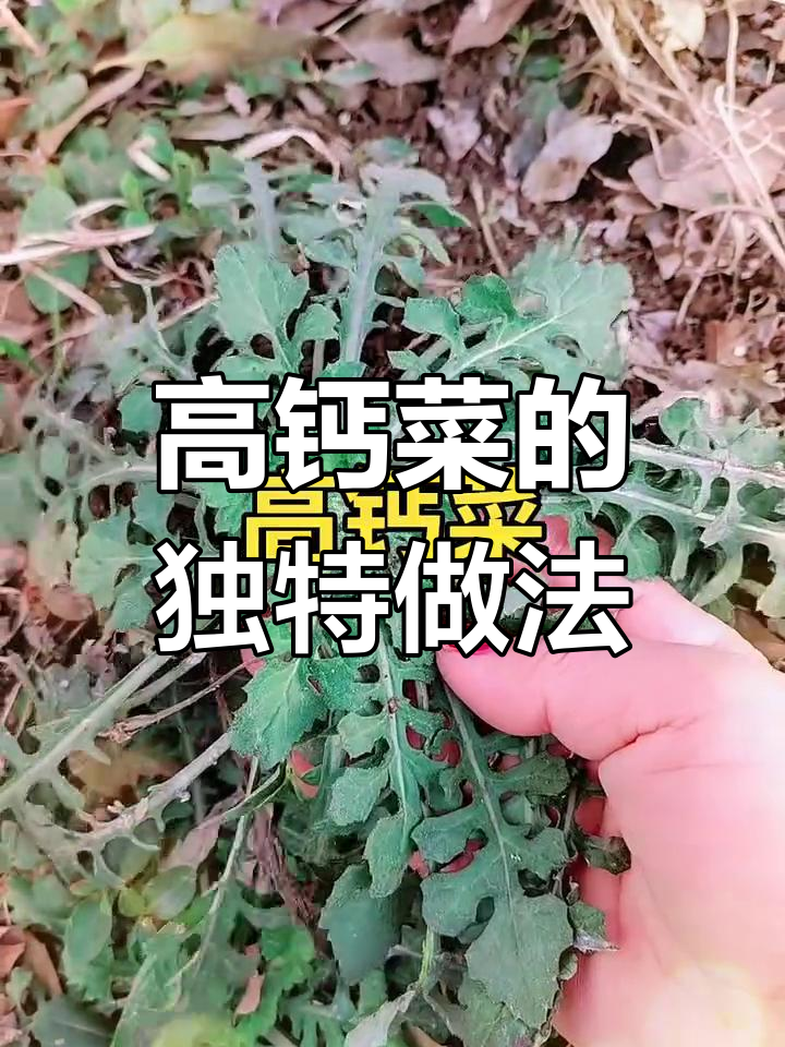 山东高钙菜,春天必吃美味!