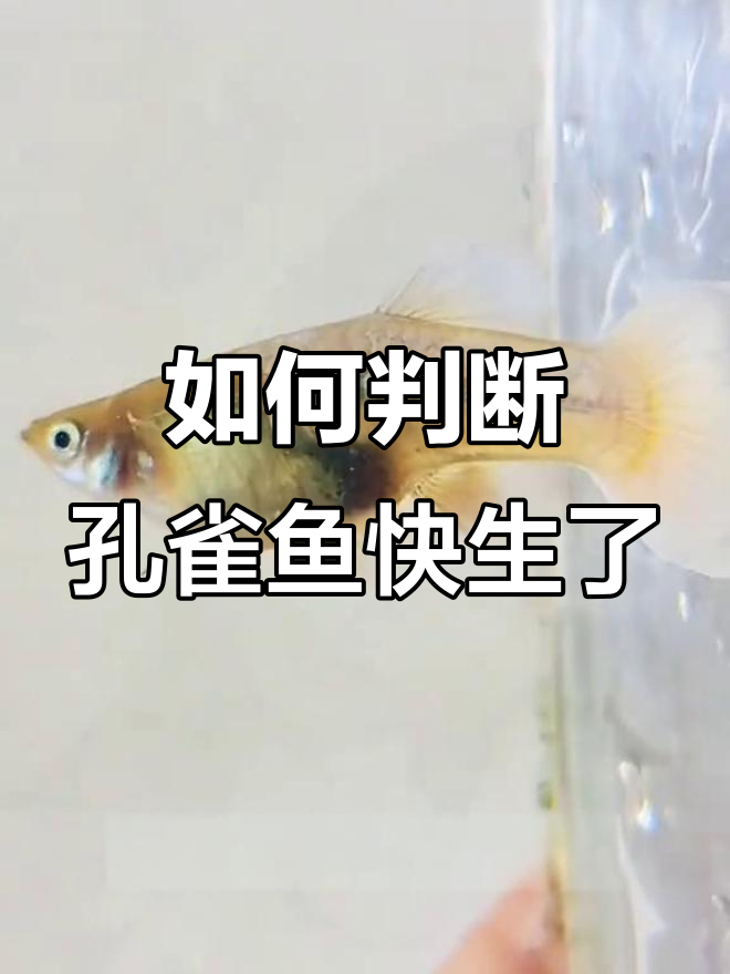 孔雀鱼生宝宝前的征兆,如何判断并做好准备