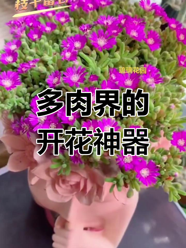 枝干番杏:开花如机器,叶片像兔耳的多肉宝藏