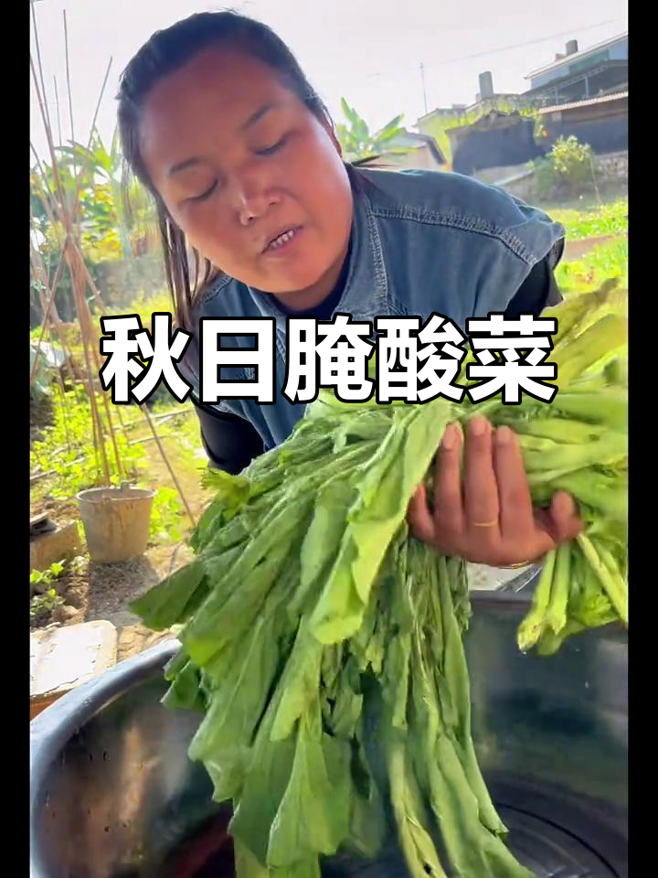 云南秋天,家家腌制酸菜,今天我家也动手做了