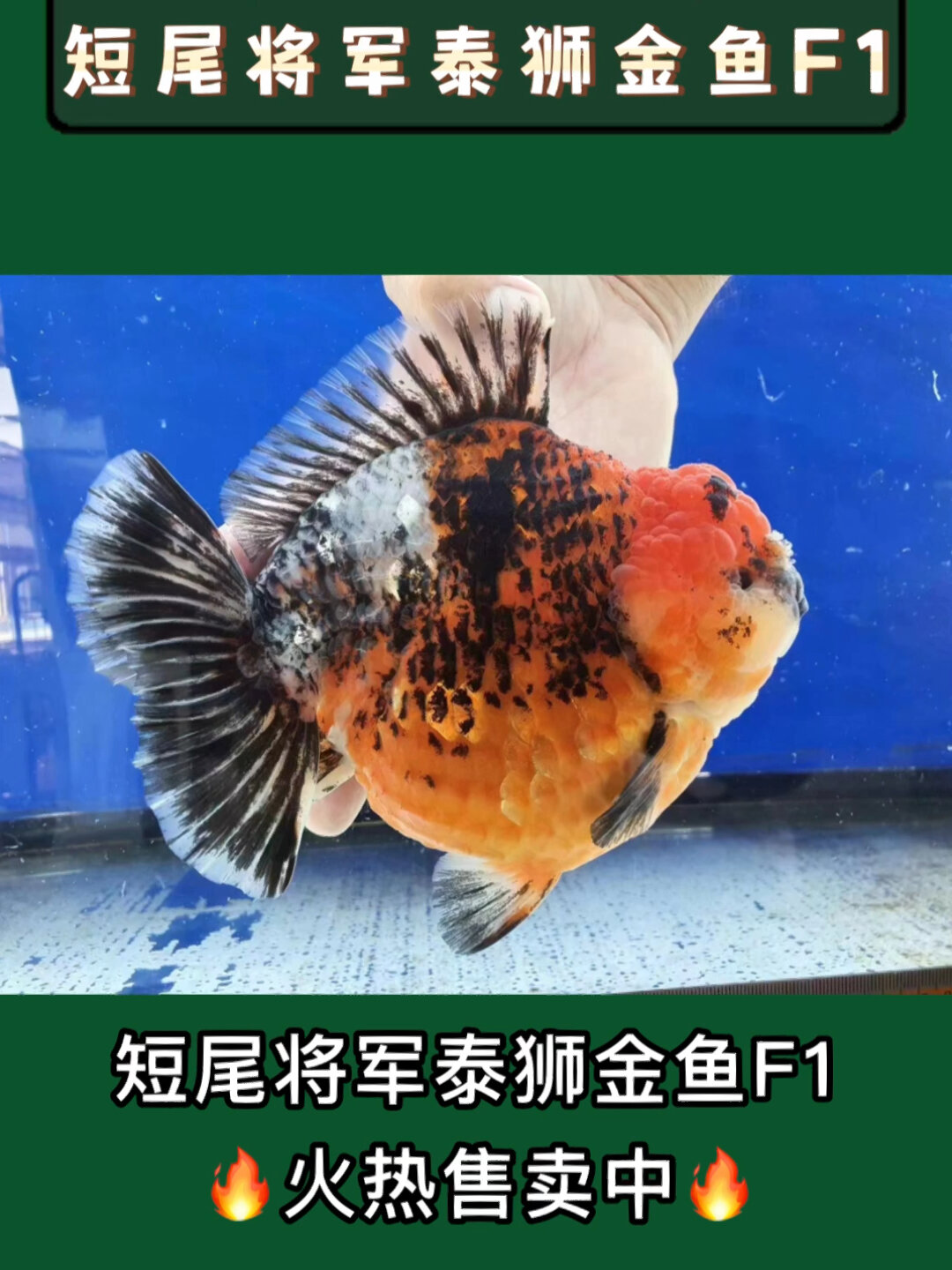 短尾将军泰狮金鱼F1火热售卖中