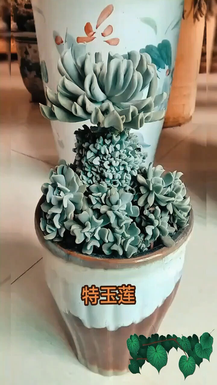 特玉莲|每天认识一种多肉