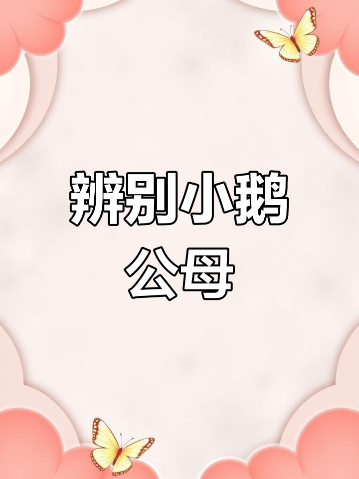 小鹅公母分辨技巧,一看就懂