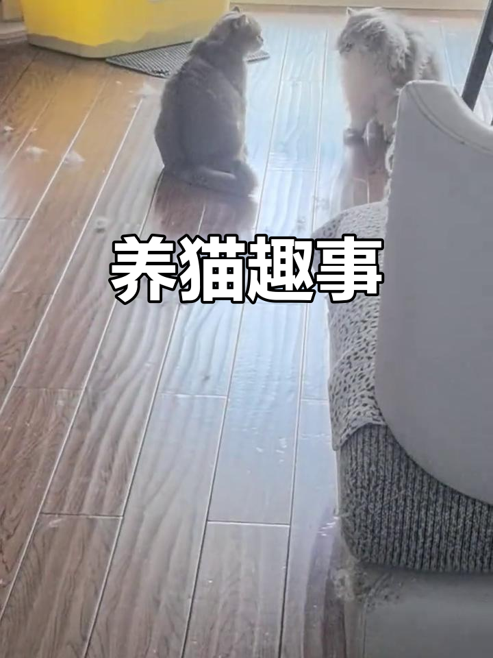 两只猫咪的趣味日常,馒头加油打马头!